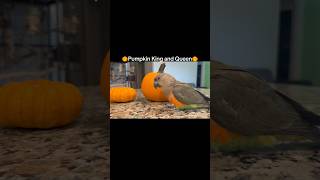 Welcome to the pumpkin patch 🎃 halloween cutebirds parrot birb [upl. by Daggett]