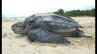 Facts The Leatherback Sea Turtle [upl. by Hobbs]