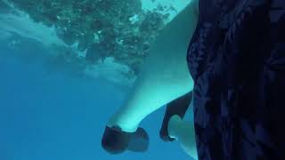 Diving at Sandals Royal Caribbean Jamaica 3 [upl. by Paget]