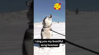 Siberian Husky Howling Siberian Husky Howling Like Crazy  Make your Dog Howl Funny Dog Videos😂😍 [upl. by Lida]