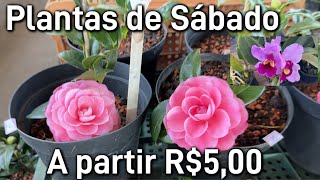 Plantas a partir R500 na feira [upl. by Rhoades]