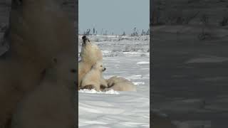 Polar Bear Cub wildlife [upl. by Divadnhoj]