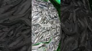 La réalité pisciculture poissons agriculturebiologique fish fishing agriculture food ecologi [upl. by Stillmann]