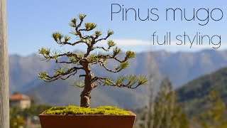 Nursery grown mugo pine FULL bonsai styling  Arkefthos Bonsai [upl. by Negem]