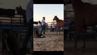 Left hoofed equine horse horseriding equestrian horsetraining horsecare mjh [upl. by Noicpesnoc802]