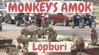 Hungry Monkeys amok in the city of Lopburi Thailand [upl. by Ailahk]