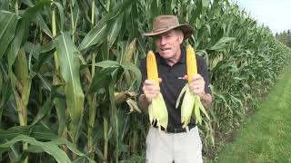 Corn School Planting Depth Lessons [upl. by Alue]