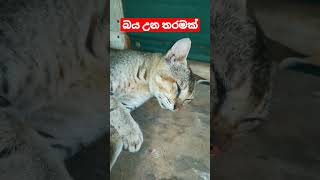 ඔයාලා හැමෝටම ආදරෙයි subscribe karala sup aekak denda Travel with sandaruwan shorts [upl. by Zeiler732]