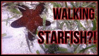 STARFISH WALKING CAUGHT ON CAMERA [upl. by Ainar]