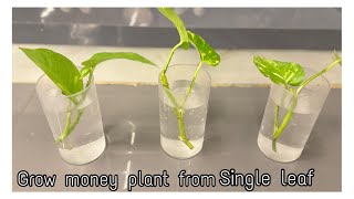 2 ways to grow money plant from single leaf very easy [upl. by Bazluke]