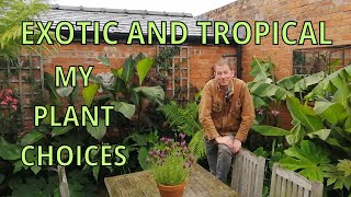 Exotic Tropical Jungle Garden Tour  Tetrapanax  Colocasia  Canna  Banana  Musa Basjoo [upl. by Ahsinelg]