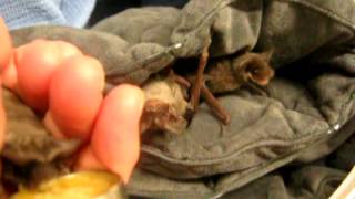 BatWorldSanctuary  2013 orphaned free tailed bats [upl. by Aitnuahs764]