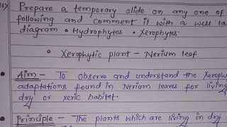 Preparation Of TS of Nerium Leaf  Temporary Slide Practical  Xerophytes  Practical Botany SEM 3 [upl. by Mahon949]