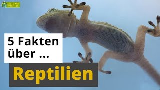 5 Fakten über Reptilien Chamäleon Gecko Schlange amp Co  TierDoku für Kinder [upl. by Ertemed]