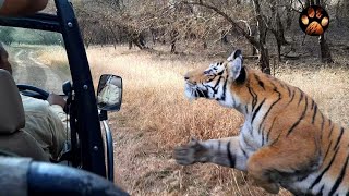 Male Tiger Chasing Jeep in Ranthambore National Park  Goosebumps Guaranteed  Tiger Mock Charge [upl. by Nnayd667]