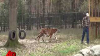 First Person Bear Lion Tiger Living in Harmony [upl. by Letnwahs831]