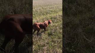 Irish setter finds and points Quail [upl. by Goody280]