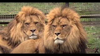 Meet Rock and Roar the living cousins of the extinct Barbary lion [upl. by Sharman]