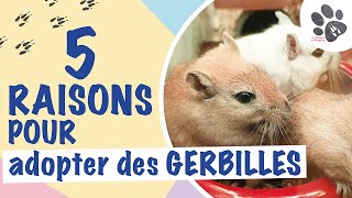 5 Raisons d’Adopter Des Gerbilles [upl. by Esorrebma]