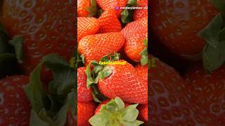 5 Surprising Facts About Fragaria Strawberries 🍓 [upl. by Junna]