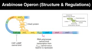 Arabinose operon in hindi  Structure and regulations [upl. by Kauslick]