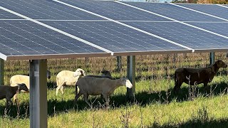 Solar Grazing Collie Cam [upl. by Farkas]