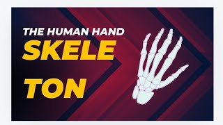 the human hand skeleton [upl. by Brook]