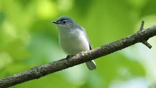 Blue Gray Gnatcatcher [upl. by Flower498]