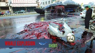 Why Do Dead Whales Explode  Whale Explosion 😲 [upl. by Ybhsa]