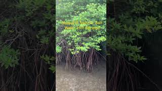 NATURAL SALT WATER HOT SPRINGS shortvideo shortvideo maquinit coronpalawan [upl. by Ynatsed333]