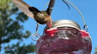 BroadTailed Hummingbird drinking in slow motion [upl. by Beutler]