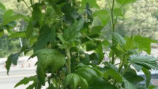 Growing a Ben Nevis Blackcurrant in a Pot Part 1 [upl. by Jay856]