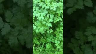 Winter Chervil I planted about 2 months ago [upl. by Meras]