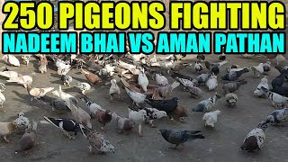 Pigeons Fighting  250 Pigeon Loft Kabooter Larrayya Nadeem Bhai VS Aman Pathan Try to Catch Birds [upl. by Aisek]