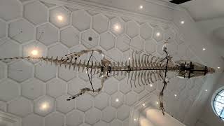 LOLONG the Largest Captured Saltwater Crocodiles SKELETON [upl. by Milli]