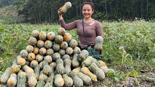 The process of harvesting sticky pumpkin gardens to go to the market to sell and cook from pumpkins [upl. by Anael]