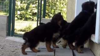 Chiot berger allemand poils longs [upl. by Ciapas]