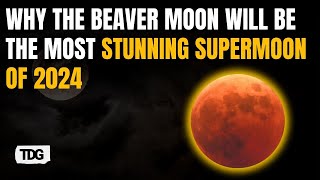 Beaver Moon 2024 The Last Supermoon of 2024 Shines on November 15 [upl. by Clari]