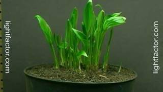 Time Lapse of Hosta Plant Growing [upl. by Anisirhc571]