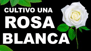 Cultivo una rosa blanca Jose Marti [upl. by Iegres]