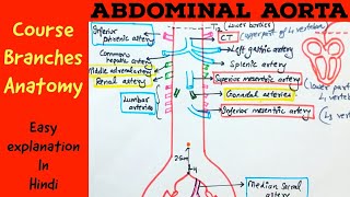 ABDOMINAL AORTA  Gross anatomy Branches Course  Hindi [upl. by Nauqas]