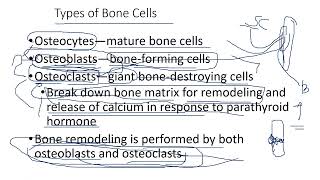 28 2 BONE MARKINGS MICROSCOPIC ANATOMY BONE FORMATION [upl. by Gardas]