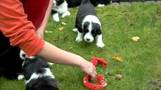 Bearded Collie  Belisama under Egida Ateny 45 tygweeks [upl. by Eveineg808]