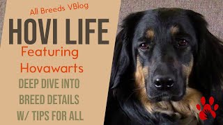 Hovi Life  VBlog  Hovawarts Organic useful information for all dogs [upl. by Adlai]