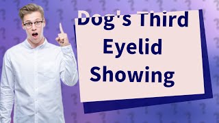 Why is my dogs 3rd eyelid showing [upl. by Ahseiyt]