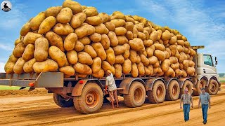 Granja de patatas  Tecnología de cultivo y cosecha de patatas [upl. by Dysart]