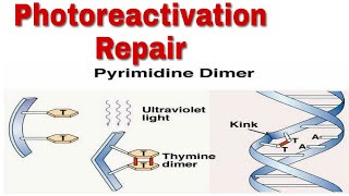 Photoreactivation repair  uv induce repair  repair by photolyase  direct dna repair [upl. by Esyned]