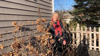 Pruning Lacecap and Mophead Hydrangeas [upl. by Almond132]