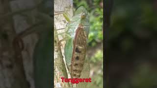 Tonggeret  katydid animal hewanlangka binatangunik [upl. by Nelleeus]