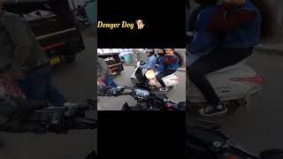 Denger Dog 🐕 ll automobile trending motovlog z900 zx10r shorts rprider rider [upl. by Llertram]